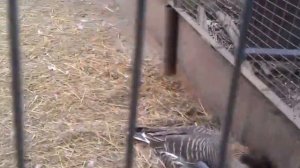 Дикий гусь гуменник разведение в неволе