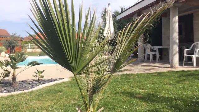 palmier de californie washingtonia filifera смотреть онлайн