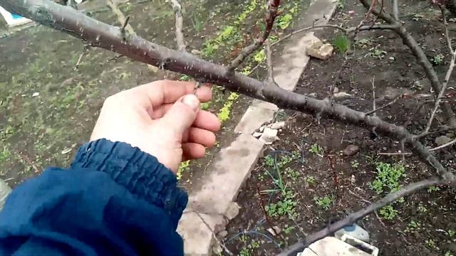 Плодовая древесина косточковых