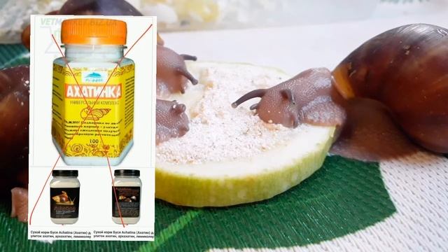 Топ 10 Ошибок в содержании улиток | Содержание улиток | Как правильно содержать улиток? смотреть онлайн