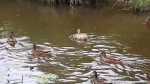 Утка альбинос - белые утки в дикой природе — редкость.