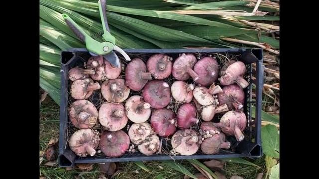 Как посадить гладиолусы весной, чтобы они не падали, нужно ли подвязывать смотреть онлайн
