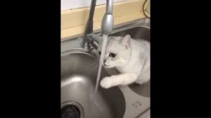 Прикольные Видео Про Кошек - Лучшее Из Смешных Видео С Животными 2022 Года #49