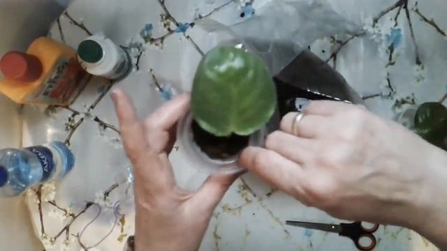 Видеоурок «Как посадить фиалку на фитиль»