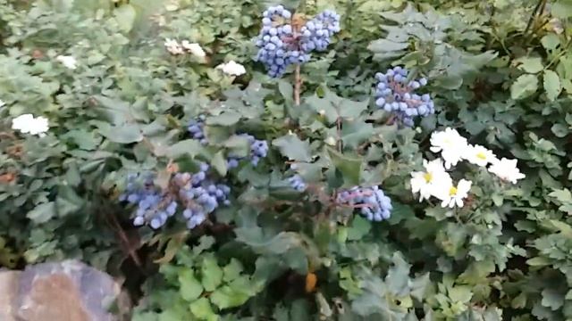 Зразок квітника 31 Як зробити клумбу з хвойних рослин | Ландшафтний дизайн