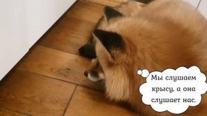 ЛИ СЯО. Лиса - Алиса. Лиса на кухне охотится на крысу. Забавные моменты.