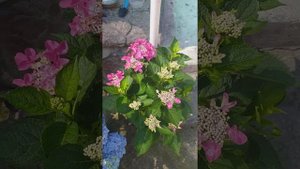 гортензия Ницца