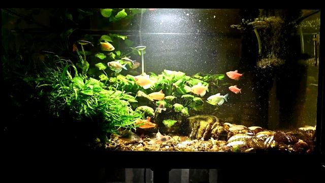 Аквариум 54 л июнь 2021. Выпуск №800 смотреть онлайн