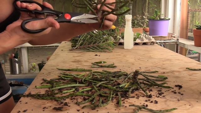 Kalanchoe tubiflora 'Chandelier Plant' repair, propagation, progress смотреть онлайн