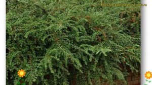 Кизильник шведский Скогхолм. Краткий обзор, описание характеристик cotoneaster x suecicus Skogholm