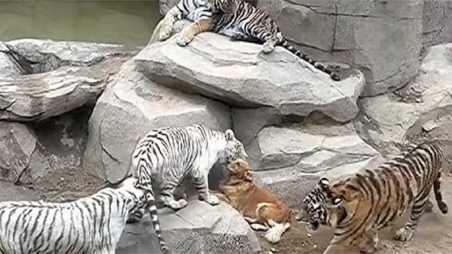 В это сложно поверить , собака в вольере с тиграми оказалась не случайно! смотреть онлайн