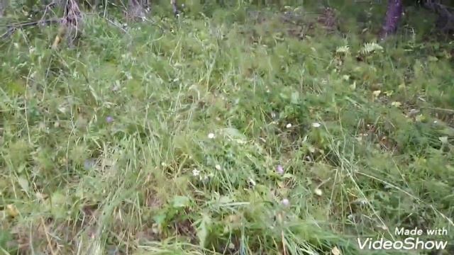 Пермский край. Очень МНОГО МАСЛЯТ смотреть онлайн