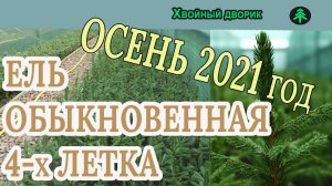 Ель обыкновенная 4-х летка Обзор интернет-магазина питомника "Хвойный дворик"