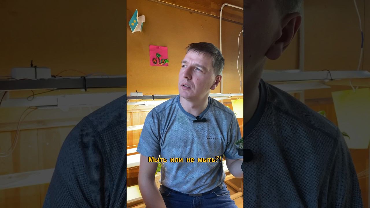 Так нужно ли мыть микрозелень перед употреблением? #микрозелень #огородкруглыйгод #огороднабалконе
