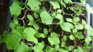 Подкормка Клубники Во Время Цветения Гидроперитом/ Подкормка Рассады Гидроперитом Творит Чудеса!