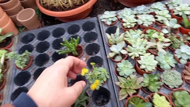 BAUHAUSE ÇİÇEKLERİ ÇOK GÜZEL 😍 SUKULENT KAKTÜS 🌵 BAHÇE ÇİÇEK 🌱 MARKET ÇİÇEKLERİ 🌹 ÇİÇEK FİYATLARI 💲 смотреть онлайн