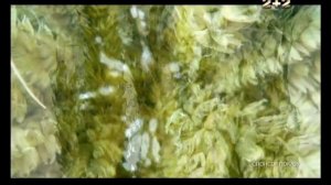 2+2 - Реклама и анонсы (20.09.2012) Архив #Реклама 2012