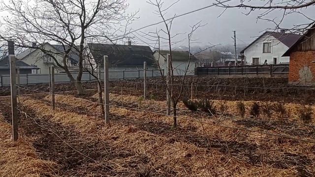 Штамбовая малина Крепыш с лозой длиной 2.8 м смотреть онлайн