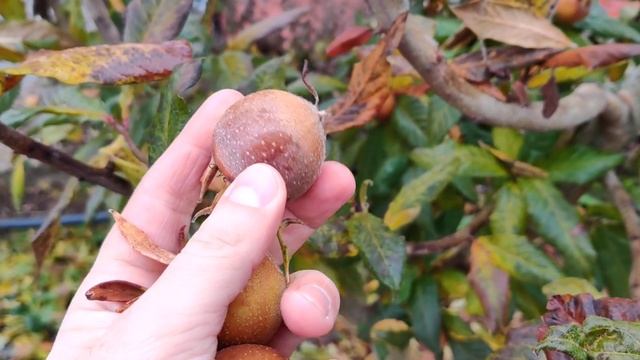 La cules de Mosmoane, Mespilus germanica, Medlar , Mosmon смотреть онлайн