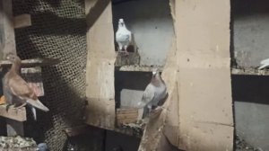 ПОЧТОВЫЕ ГОЛУБИ ?️?️.                        МОЛОДЫЕ РАЗНЫХ МАСТЕЙ КОТОРЫХ ОСТАВИЛ.