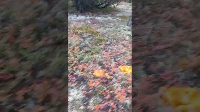 Грибы на Чукотке #видео #топ #сам #собираю Грибы #билибино #на вахте #топчик #север #чукотка #грибы смотреть онлайн