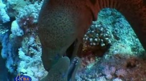 Брачные игры мурены гигантской.