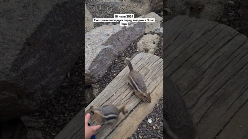 Бурундуки. Эстес Парк (часть 1) #EstesPark #chipmunk #Last_Student_life #life