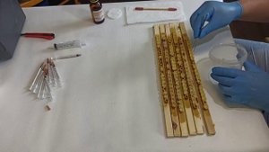 Получение и сбор МАТОЧНОГО МОЛОЧКА на моей пасеке