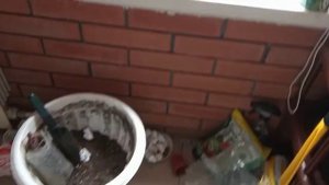 ВЕРБЕНА, ОЧЕНЬ ВАЖНАЯ ПОДКОРМКА!!!