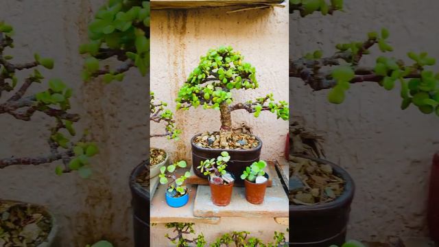 PORTULACARIA BONSAI COLECCIÓN 😍🌳🌲