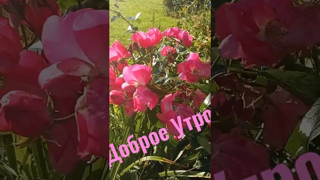 ДоброеУтро.Хорошего настроения. #утро#розы#цветы#мирпрекрасен