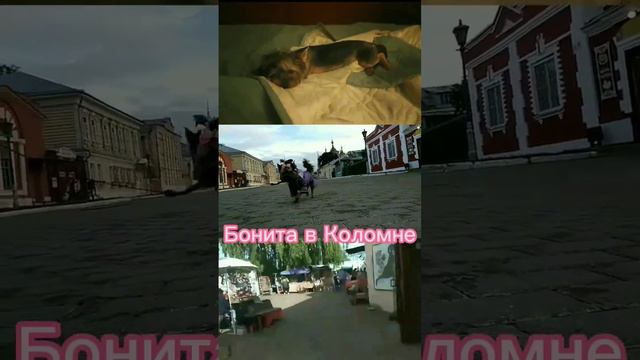 Бонита была в Коломне!2 часть давно готова 50👍и она будет! (будет очень интересно) #йорк смотреть онлайн