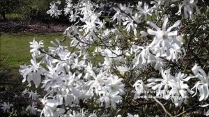 Magnolia stellata 'Royal Star' (Star Magnolia)