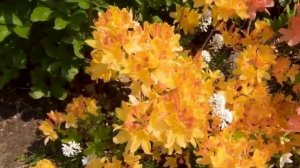 Липовый цвет - Виктор Магилатов, Алёна Росс