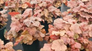 Best Perennials - Heuchera Beaujolais (Coral Bells)