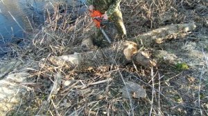 HUSQVARNA 555 chainsaw HOW IT sawing КАК она ОФИГИТЕЛЬНО ПИЛИТ ?