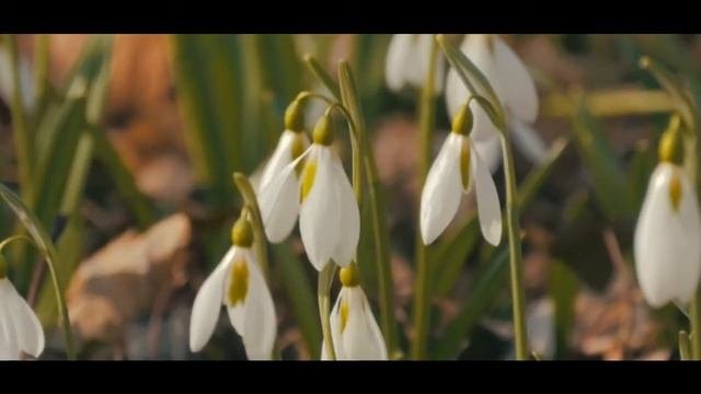 Подснежники. Весенние первоцветы.