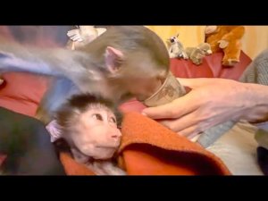 Люська даже ради ЛЮБИМОГО КОФЕ не отдаст Степочку!