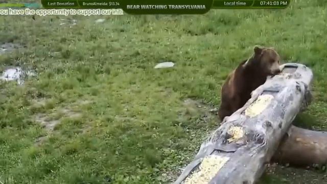 #Медведи#Румыния#Кормушка смотреть онлайн