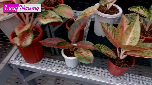 INI RAHASIA AGAR AGLONEMA DAUNNYA BESAR JUMBO INILAH CARA DAN RESEPNYA смотреть онлайн