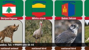 национальное животное мира | Национальное животное | Студия данных мира | мировые данные