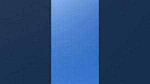 Душанбинские голуби птица серьёзная!