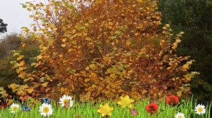 Липа мелколистная (winter orange) ? Обзор: посадка и уход. крупномеры липы : описание и особенности