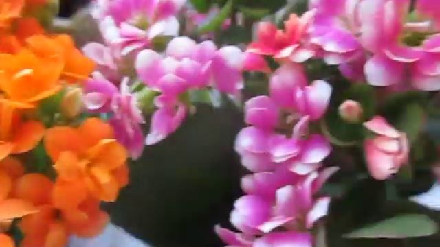 "Каланхоэ-5. Крупные цветы! Опыление? – цвета меняются! Идеи!" смотреть онлайн