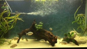 ПИРАНЬИ НАТТЕРЕРА.  С чего все начиналось и какие изменения произошли за 2 года.