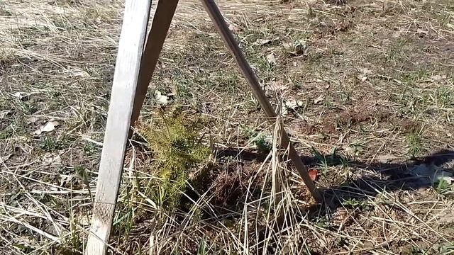 Выращиваем лес вне участка. смотреть онлайн