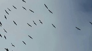 "Голос журавлиный" (Коренблит-Наседкин). Мегапроект "Экология русского языка. Синтез слова и музыки"