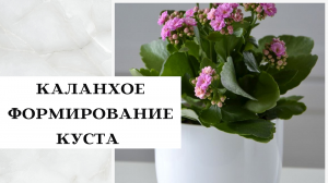 КАЛАНХОЕ.  Результаты размножения листом и черенком. НЕ ЦВЕТЕТ!