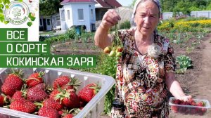 Клубника. Описание сорта Кокинская заря. Айтжанова Светлана Дмитриевна о сортах земляники.