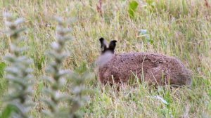 Заяц-русак - EUROPEAN HARE (Lepus europaeus)